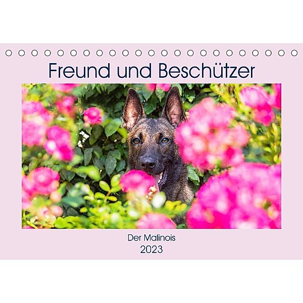 Freund und Beschützer - Der Malinois (Tischkalender 2023 DIN A5 quer), Sigrid Starick