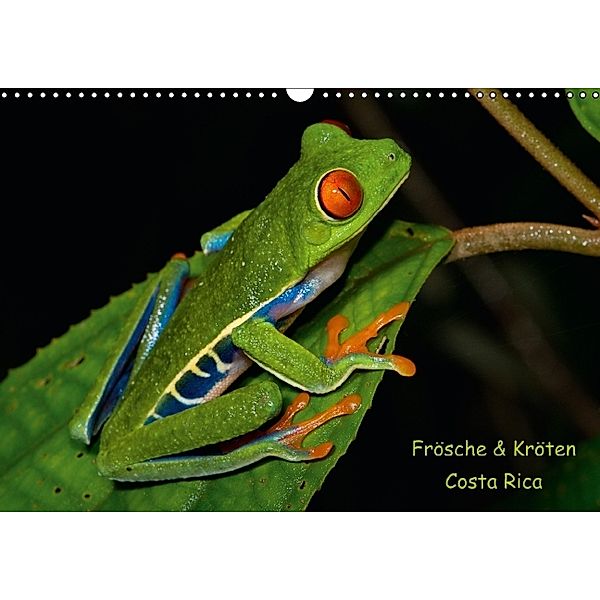 Frösche & Kröten Costa Rica (Wandkalender 2014 DIN A3 quer), Stefan Dummermuth