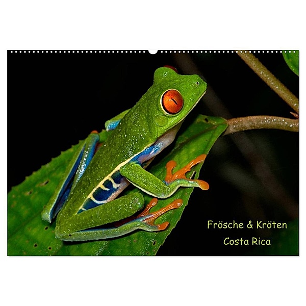 Frösche & Kröten Costa Rica (Wandkalender 2024 DIN A2 quer), CALVENDO Monatskalender, Stefan Dummermuth