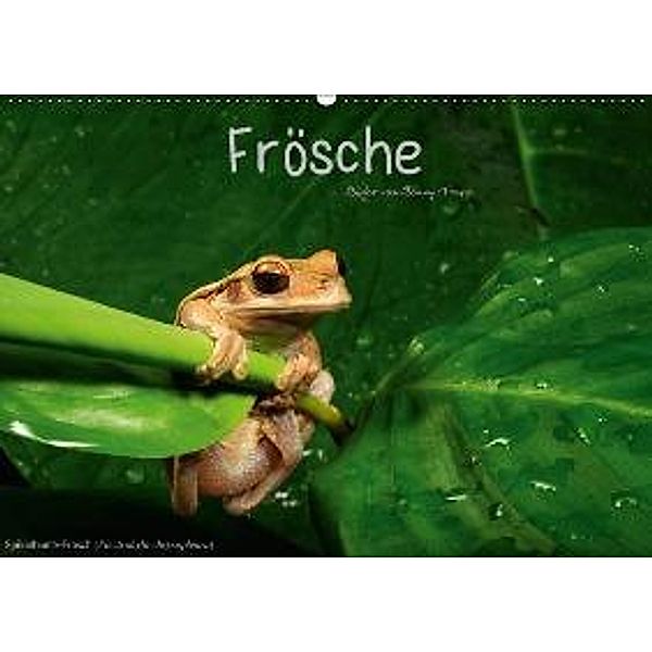 Frösche (Wandkalender 2016 DIN A2 quer), Benny Trapp