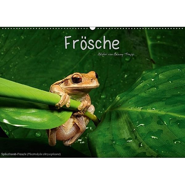 Frösche (Wandkalender 2017 DIN A2 quer), Benny Trapp