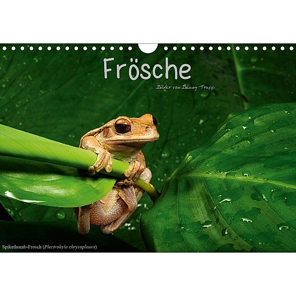 Frösche (Wandkalender 2020 DIN A4 quer), Benny Trapp