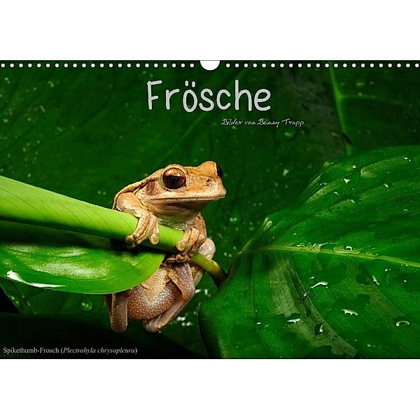 Frösche (Wandkalender 2023 DIN A3 quer), Benny Trapp