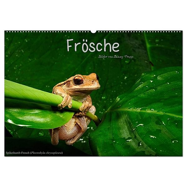 Frösche (Wandkalender 2024 DIN A2 quer), CALVENDO Monatskalender, Benny Trapp