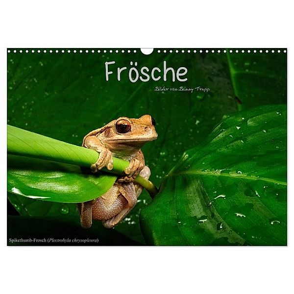 Frösche (Wandkalender 2024 DIN A3 quer), CALVENDO Monatskalender, Benny Trapp