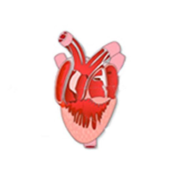 Frog Heart Dissection, S K Bajaj