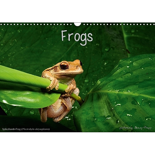 Frogs / UK-Version (Wall Calendar 2018 DIN A3 Landscape), Benny Trapp