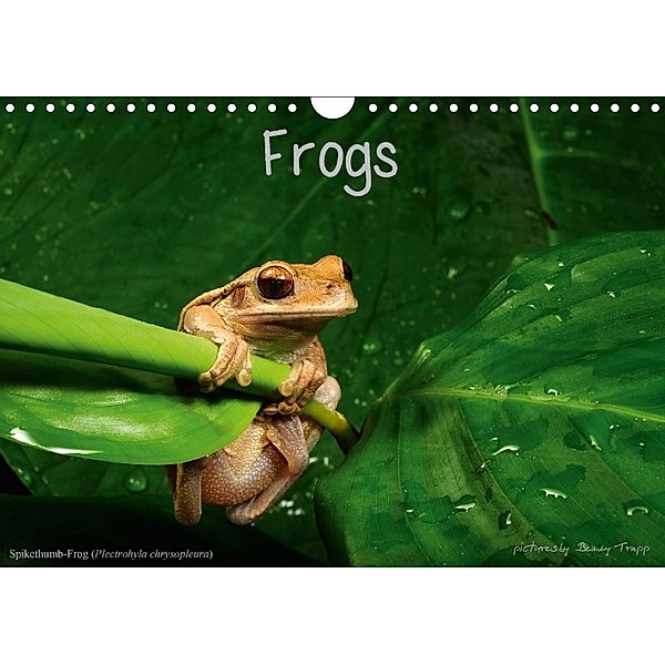 Frogs / UK-Version (Wall Calendar 2018 DIN A4 Landscape), Benny Trapp