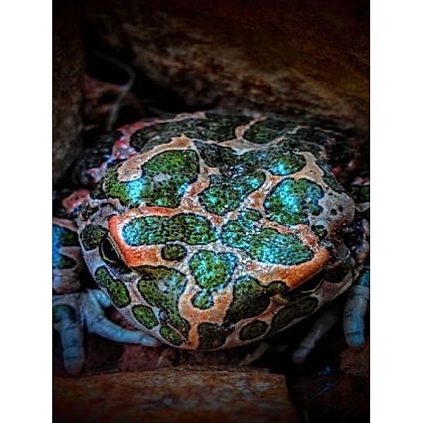 Frosch - 2.000 Teile (Puzzle)