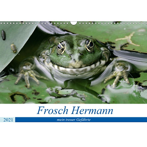 Frosch Hermann, mein treuer Gefährte. (Wandkalender 2021 DIN A3 quer), Rufotos
