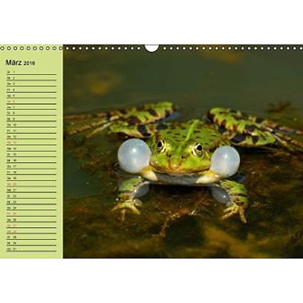 Frosch müsste man sein! (Wandkalender 2016 DIN A3 quer), Elisabeth Stanzer