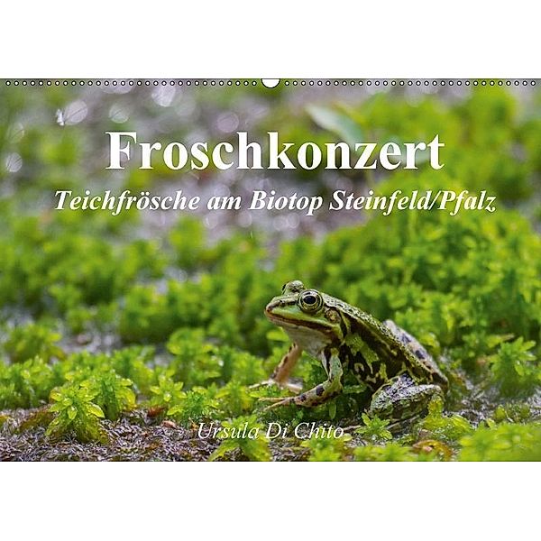 Froschkonzert (Wandkalender 2017 DIN A2 quer), Ursula Di Chito