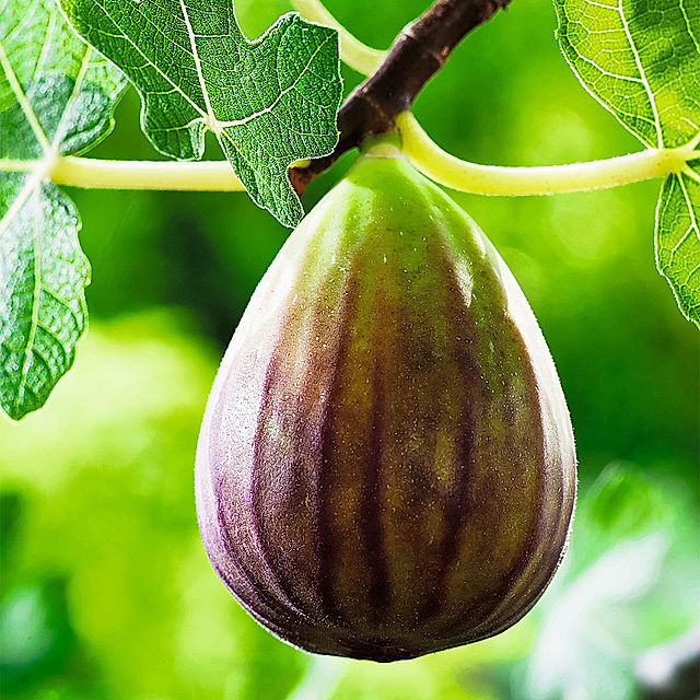 Frucht-Feigenbaum im 24 cm-Topf jetzt bei Weltbild.de bestellen