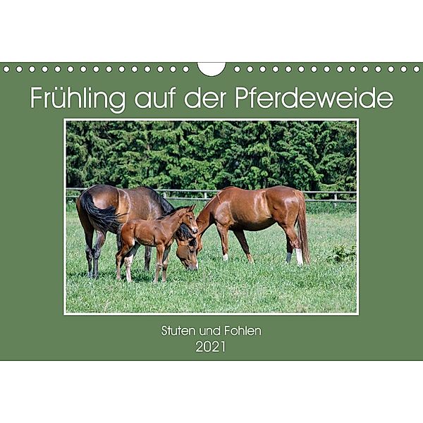 Frühling auf der Pferdeweide (Wandkalender 2021 DIN A4 quer), Claudia Kleemann