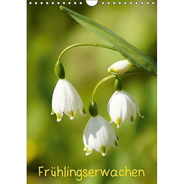 Frühlingserwachen (Wandkalender 2018 DIN A4 hoch), kattobello