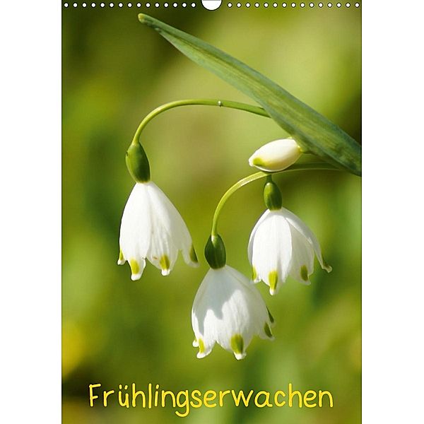 Frühlingserwachen (Wandkalender 2021 DIN A3 hoch), Kattobello