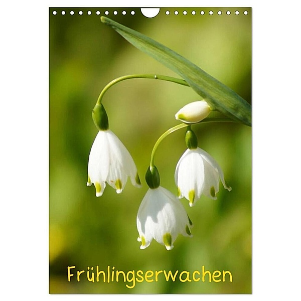 Frühlingserwachen (Wandkalender 2024 DIN A4 hoch), CALVENDO Monatskalender, Kattobello