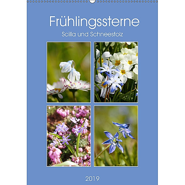 Frühlingssterne Scilla und Schneestolz (Wandkalender 2019 DIN A2 hoch), Gisela Kruse