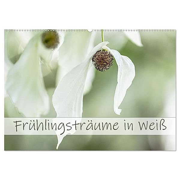 Frühlingsträume in Weiß (Wandkalender 2025 DIN A2 quer), CALVENDO Monatskalender, Calvendo, Monika Scheurer