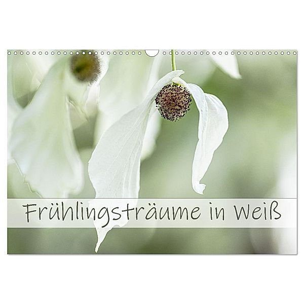Frühlingsträume in Weiß (Wandkalender 2025 DIN A3 quer), CALVENDO Monatskalender, Calvendo, Monika Scheurer