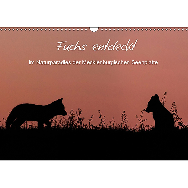 Fuchs entdeckt - im Naturparadies der Mecklenburgischen Seenplatte (Wandkalender 2019 DIN A3 quer), André Pretzel