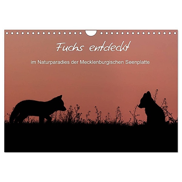 Fuchs entdeckt - im Naturparadies der Mecklenburgischen Seenplatte (Wandkalender 2024 DIN A4 quer), CALVENDO Monatskalender, André Pretzel - FotoPretzel