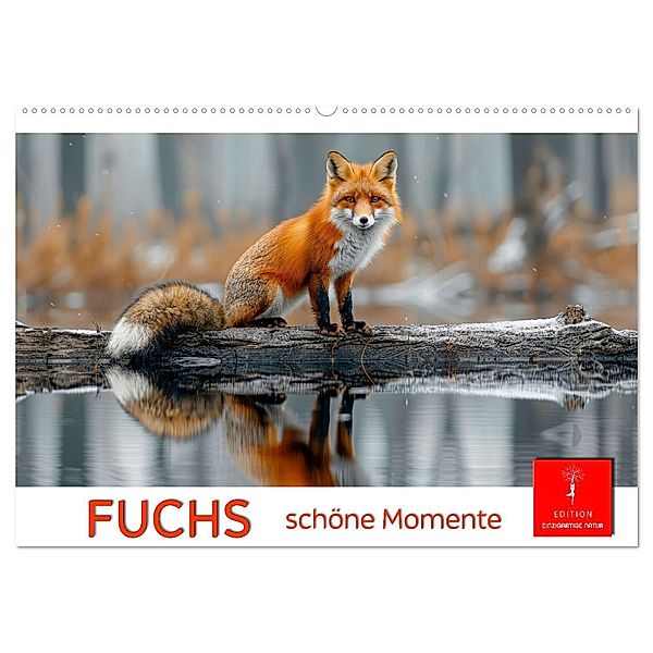 Fuchs - schöne Momente (Wandkalender 2025 DIN A2 quer), CALVENDO Monatskalender, Calvendo, Peter Roder