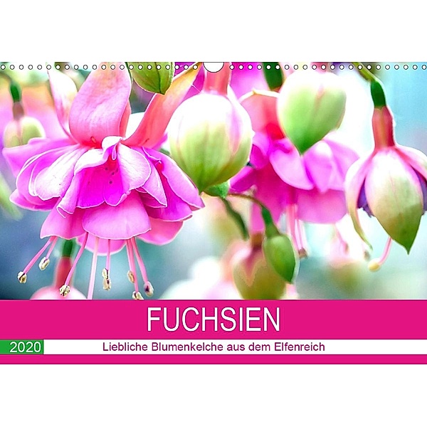 Fuchsien. Liebliche Blumenkelche aus dem Elfenreich (Wandkalender 2020 DIN A3 quer), Rose Hurley