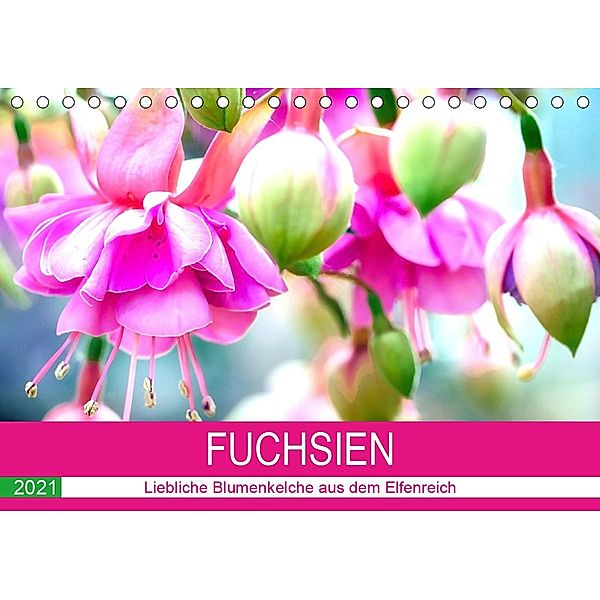 Fuchsien. Liebliche Blumenkelche aus dem Elfenreich (Tischkalender 2021 DIN A5 quer), Rose Hurley