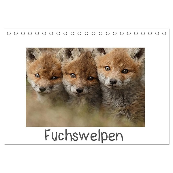 Fuchswelpen (Tischkalender 2024 DIN A5 quer), CALVENDO Monatskalender, Gabi Marklein