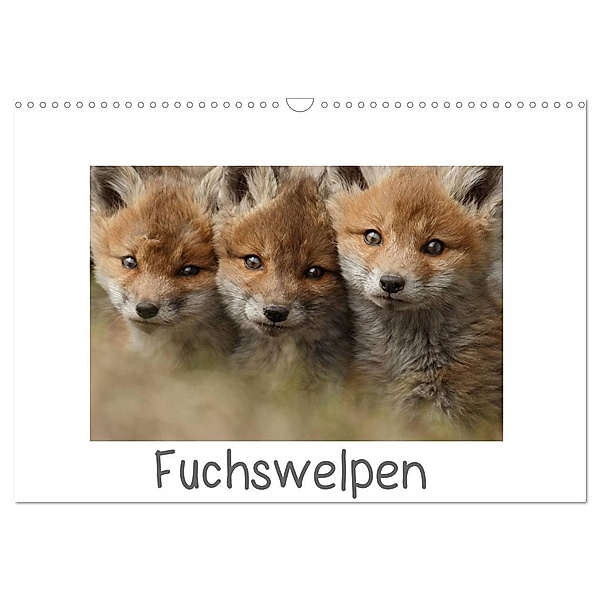 Fuchswelpen (Wandkalender 2024 DIN A3 quer), CALVENDO Monatskalender, Gabi Marklein