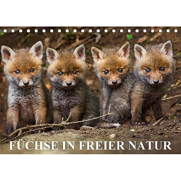 Füchse in freier Natur (Tischkalender 2017 DIN A5 quer), Ulrich Hopp