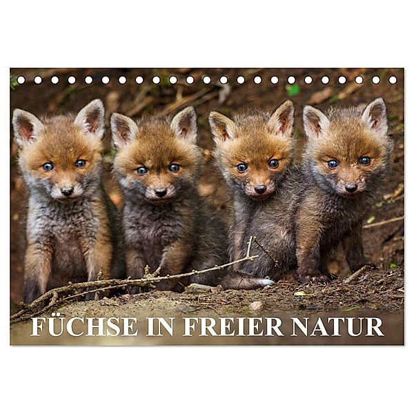Füchse in freier Natur (Tischkalender 2024 DIN A5 quer), CALVENDO Monatskalender, Ulrich Hopp