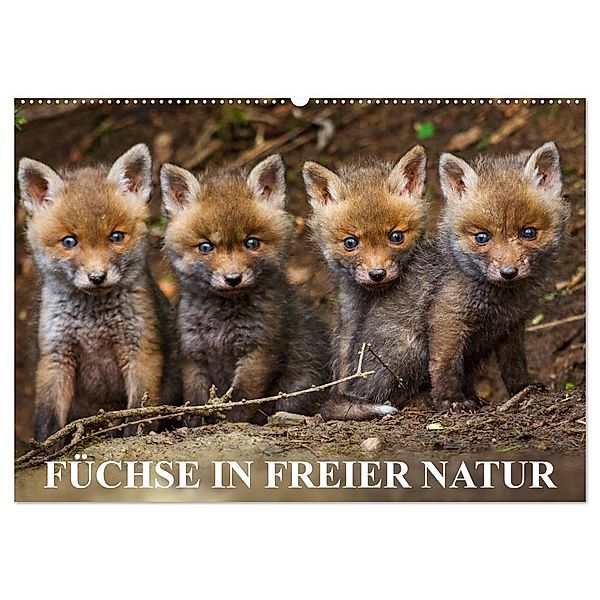 Füchse in freier Natur (Wandkalender 2024 DIN A2 quer), CALVENDO Monatskalender, Ulrich Hopp