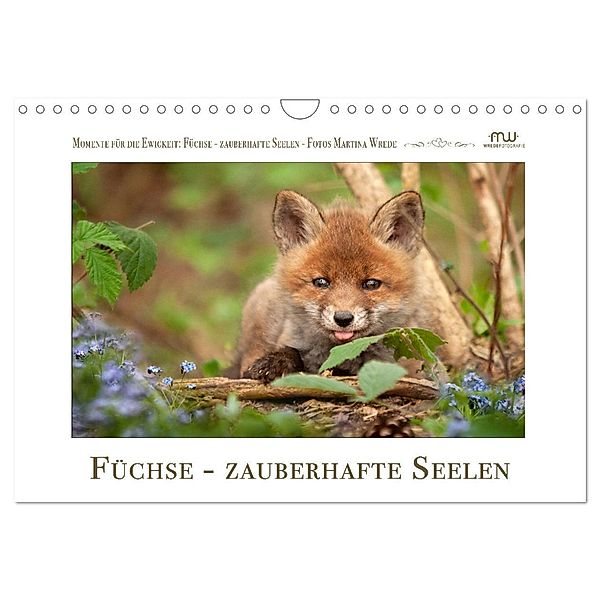 Füchse - zauberhafte Seelen (Wandkalender 2024 DIN A4 quer), CALVENDO Monatskalender, Martina Wrede - Wredefotografie