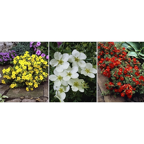 Fünffingerstrauch-Set, bestehend aus je 1 Pflanze,  gelb, rot und weiß blühend