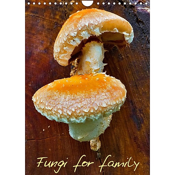 Fungi for family (Wall Calendar 2023 DIN A4 Portrait), Clemens Stenner
