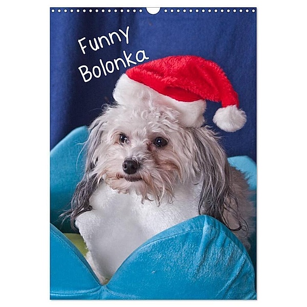 Funny Bolonka (Wandkalender 2024 DIN A3 hoch), CALVENDO Monatskalender, weh-zet
