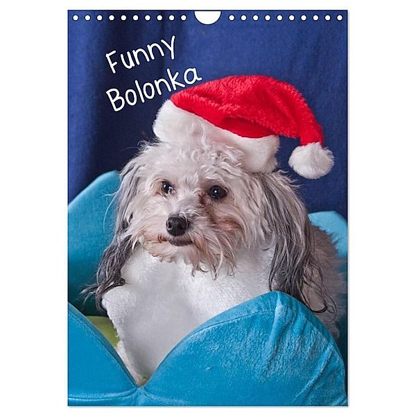 Funny Bolonka (Wandkalender 2024 DIN A4 hoch), CALVENDO Monatskalender, weh-zet