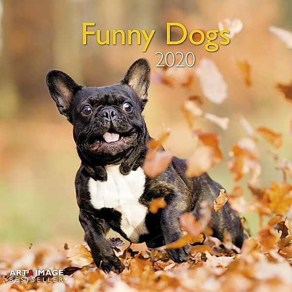 Funny Dogs 2020