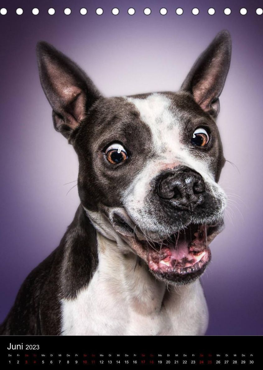 Funny Faces - Lustige Hundebilder Tischkalender 2023 DIN A5 hoch - Kalender  bestellen