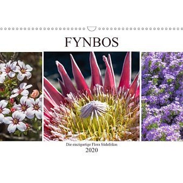 Fynbos - Die einzigartige Flora Südafrikas (Wandkalender 2020 DIN A3 quer), Silvia Schröder