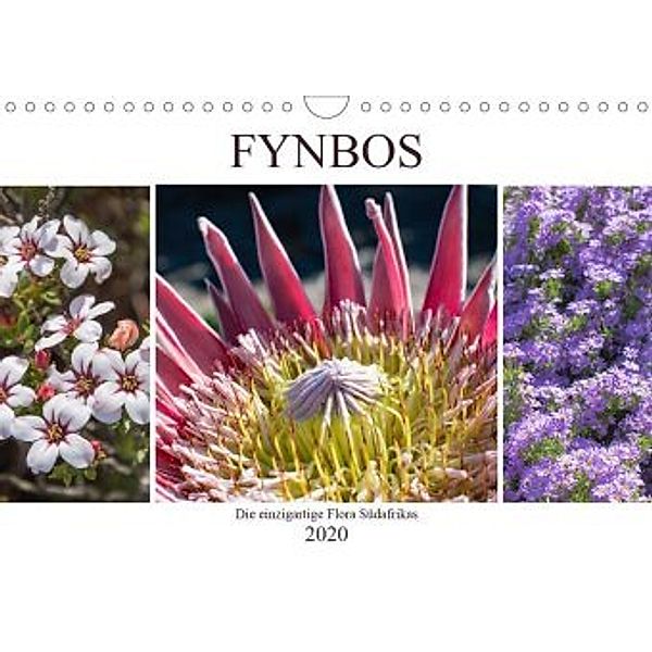 Fynbos - Die einzigartige Flora Südafrikas (Wandkalender 2020 DIN A4 quer), Silvia Schröder