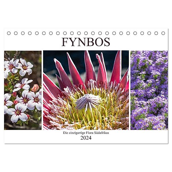 Fynbos - Die einzigartige Flora Südafrikas (Tischkalender 2024 DIN A5 quer), CALVENDO Monatskalender, Silvia Schröder