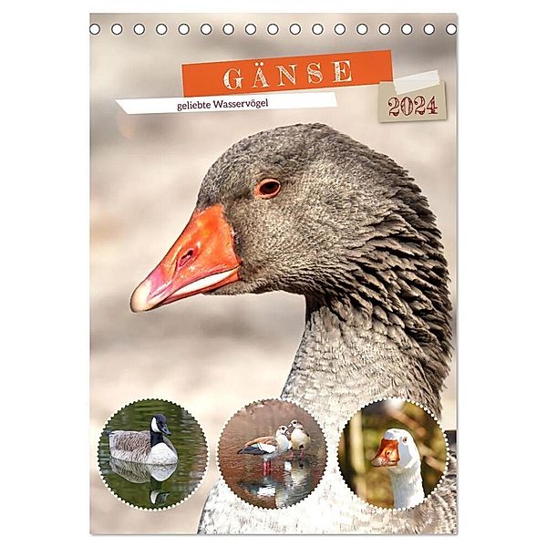 Gänse, geliebte Wasservögel (Tischkalender 2024 DIN A5 hoch), CALVENDO Monatskalender, Sabine Löwer