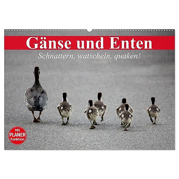 Gänse und Enten. Schnattern, watscheln, quaken! (Wandkalender 2024 DIN A2 quer), CALVENDO Monatskalender, Elisabeth Stanzer