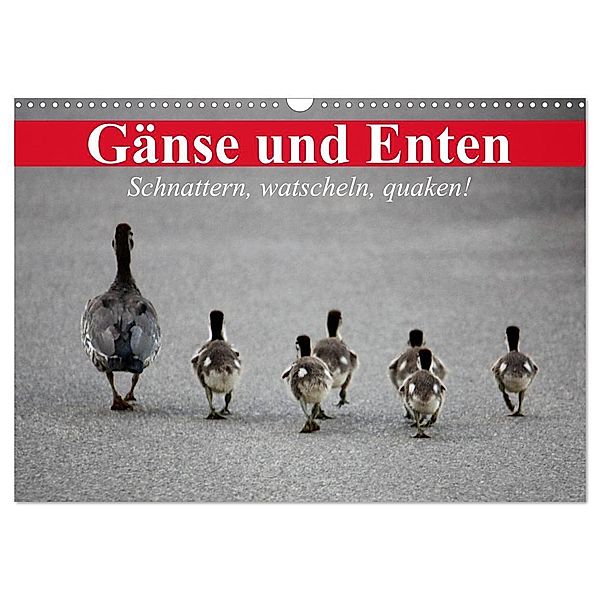 Gänse und Enten. Schnattern, watscheln, quaken! (Wandkalender 2024 DIN A3 quer), CALVENDO Monatskalender, Elisabeth Stanzer