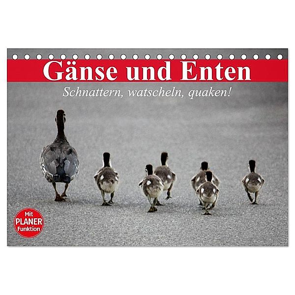 Gänse und Enten. Schnattern, watscheln, quaken! (Tischkalender 2024 DIN A5 quer), CALVENDO Monatskalender, Elisabeth Stanzer