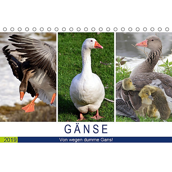 Gänse. Von wegen dumme Gans! (Tischkalender 2019 DIN A5 quer), Rose Hurley