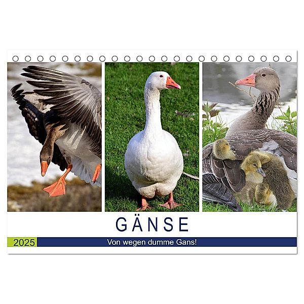 Gänse. Von wegen dumme Gans! (Tischkalender 2025 DIN A5 quer), CALVENDO Monatskalender, Calvendo, Rose Hurley